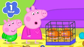 ¡Peppa Pig tiene NUEVAS cobayas de mascota! 🐹💕 | Nuevos Episodios Completos