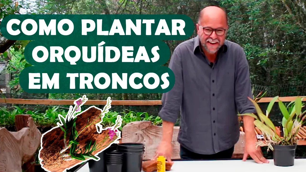 COMO PLANTAR ORQUIDEAS EM TRONCOS