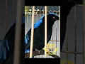 Download Lagu burung cucak biru gacor