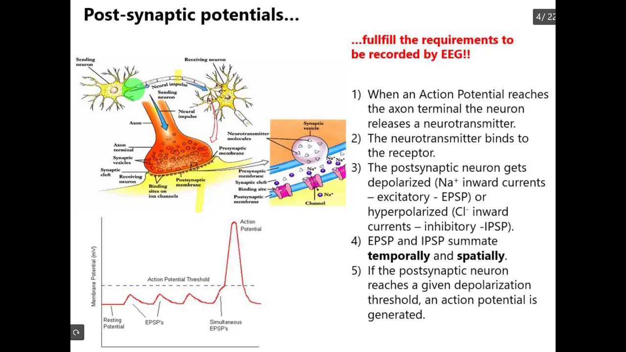 L5: Introduction EEG generation mechanism and the EPSP & IPSP process