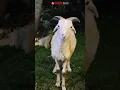 Download Lagu Suara embek kambing lucu #shorts #embe #kambing