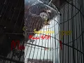 Download Lagu Sogon ngleper mental BAJA#sogon #shorts #fyp