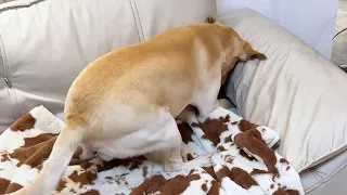 【旺仔很忙🐶wangzai is busy】半夜起来喝水没想到狗子在偷吃I got up and didn't expect to find my dog sneaking a snack.