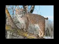 bobcat sounds