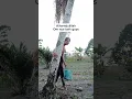 Download Lagu Kenikmatan secangkir kopi😭