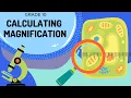 Magnification How to calculate magnification and actual size
