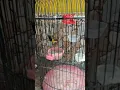 Sogon materi cililin