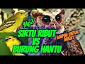 Download Lagu SUARA PIKAT BURUNG SIRTU .MP3