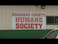 Dog in Shawano County rescued by humane society after being shot in the head left for dead
