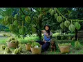 Lagu Harvesting Durian To Sell At The Market, Clearing Weeds For Peanuts To Grow