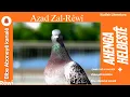 Download Lagu Helbest-Azad Zal (Rêwî) û Kevok)  Bêjer: Bawer berbang
