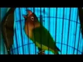 Download Lagu Lovebird Konslet Extreme | Mangap Melet 'Leax'