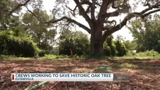 Crews working to save historic oak tree in Eutawville