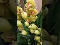Lagu YELLOW ERYTHEMA CYMBIDIUM