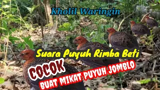 Download 🔴MP3 Suara Puyuh Rimba Beti ‼️JOSS || #puyuhtaruntarun MP3