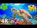 Download Lagu Underwater World 4K ULTRA HD - Marine Life, Sea Animals - Relaxing Sleep Music #4