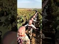 Lagu Cute kids' daily life #Naked kids' daily life #The harvest season is full of fruits