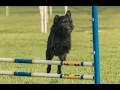 How to Play AKC FAST