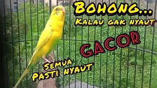 suara pancingan burung parkit paling ampuh