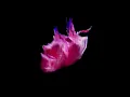 Vibration (One More Time) (Visualiser) - Sub Focus