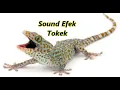 Download Lagu SOUND EFEK SUARA TOKEK║No CopyRights║Bisa Untuk Ringtone