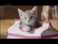 Iklan Whiskas - Adaptation