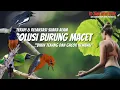 Download Lagu NON STOP !! 10 JAM RELAKSASI TERAPI SUARA ALAM HUTAN, AIR SUNGAI UNTUK BURUNG  STRES