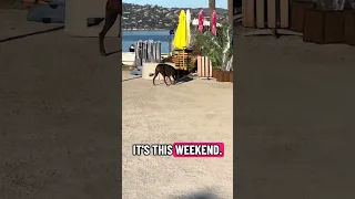 Sausalito boat show starts today!! Come down ! . #fyp #dream #youtube #doberman #pets
