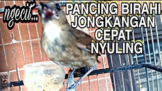 Download ngecit gacor jongkangan ngecit pancingan jongkangan gacor birahi MP3