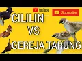 Download Lagu Suara CILILIN vs Burung GEREJA TARUNG Suara jernih