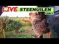 Download Lagu Live🦉Steenuilen Bommelerwaard CAM.5-Vlieggat