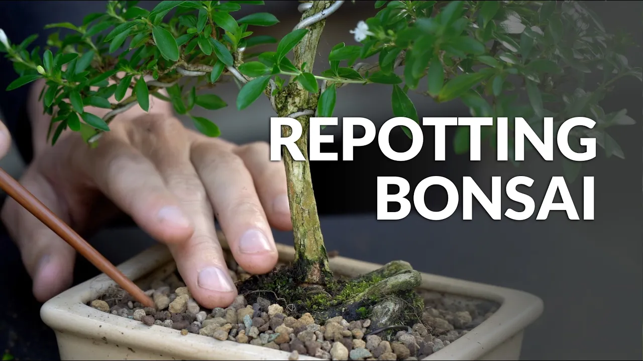 How to Repot a Bonsai tree