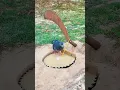 Download Lagu How to Make a Simple Bird Trap That Works #shorts
