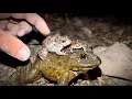 Download Lagu Catch frog jumping for fun | Catching big bull frogs funny | Catch a frog for fun | funny frogs