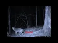 Coyote vs Fox - Size Comparison