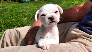 Funniest Puppies Can't Even Be Angry Without Being CUTE! 🤣