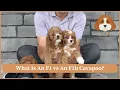 What Is An F1 vs An F1b Cavapoo