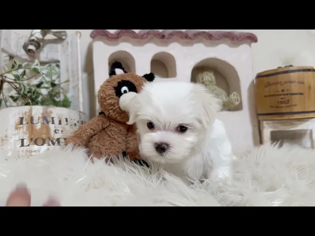 動画