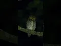 Download Lagu Watch it before you sleep tonight #shortsyoutube #shorts #wildlife #birds #owl #night
