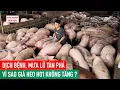 Download Lagu De prijzen van varkensvlees zijn dramatisch gedaald. Mensen zijn het internet op gegaan om hun on...
