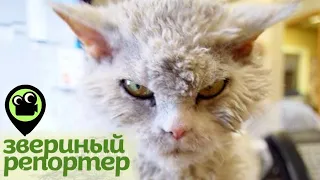 Звериный репортер. Самые смешные видео про животных. Обезумевшая лягушка, нежный лемур, котики