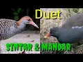 Mp3 suara burung Sintar \u0026 burung Mandar