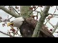 Bald eagle calling