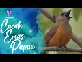 Download Lagu Suara Cucak Emas Papua Untuk Pancingan Sekaligus Masteran | Pitohui Bird Sound
