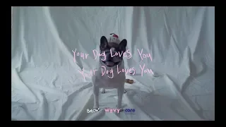 Download Colde (콜드) - Your Dog Loves You (Feat. Crush) (Official Video) MP3