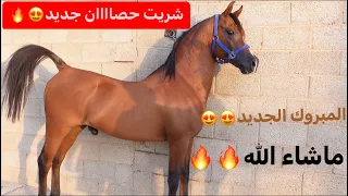 بعد غياب طووويل شريت حصان جديد    دندنها
