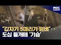 Lagu 도심가에 '들개떼' 속출‥떼 지어 다니며 주민 위협 (2026.02.11/뉴스데스크/MBC)