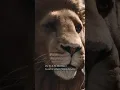 Download Lagu In your world, I have another name #Aslan #Narnia #viralreels #trendingreels #youtube #shortsvideo