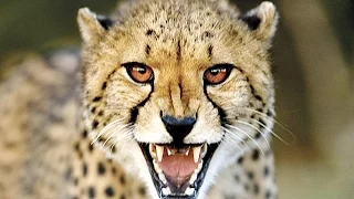 أنا وحش الفهد الصياد نات جيو وايلد العربية Nat Geo Wild Arabic 