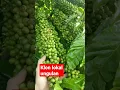 Download Lagu lajuran lokal #kopi #kopiindonesia #robusta #klonandalan #pertanian #perkebunan #skpkm#kopista